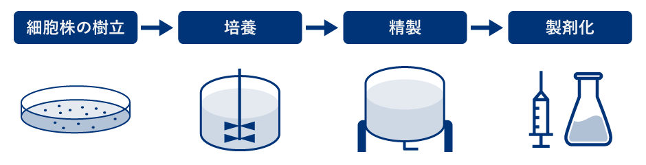 細胞株の樹立→培養→精製→製剤化