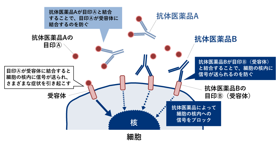 バイオ医薬品の働き（抗体医薬品の一例）