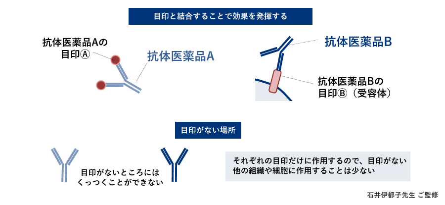 バイオ医薬品（抗体医薬品）による作用と安全性の図